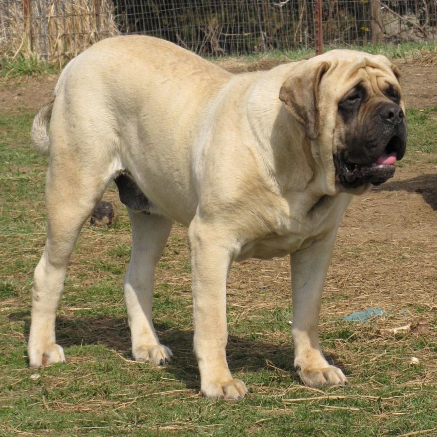 English Mastiff Dog Breed Image 6