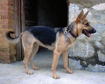 Kunming Dog Breed Image 6