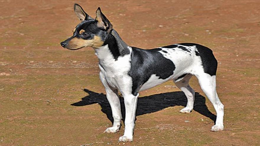 Ratonero Valenciano Dog Breed Image 6