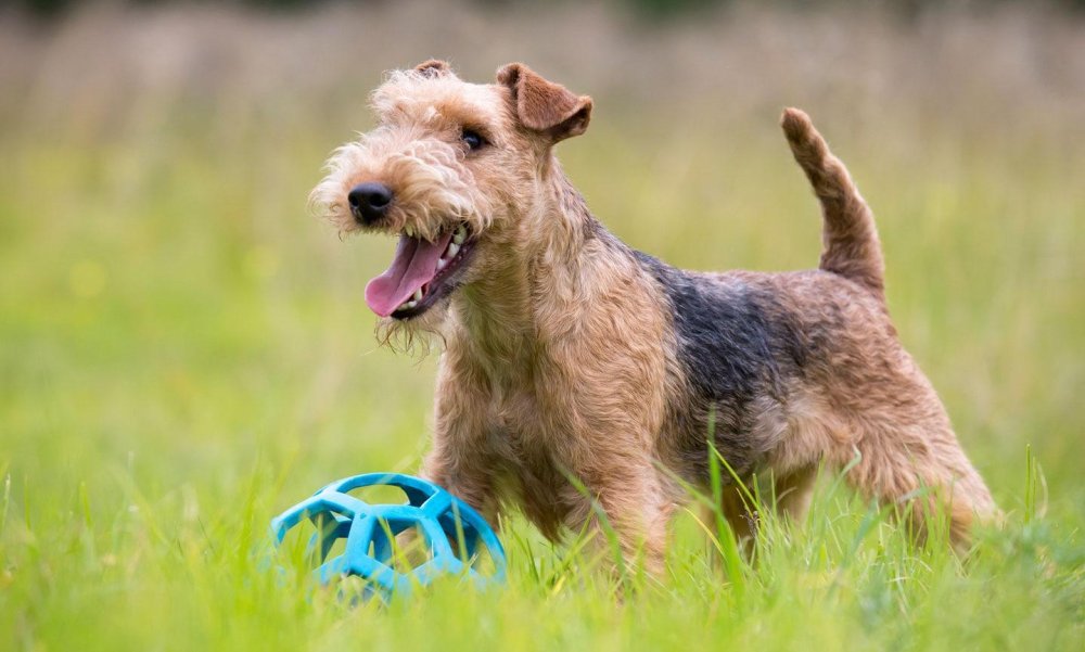 Lakeland Terrier Dog Breed Image 7