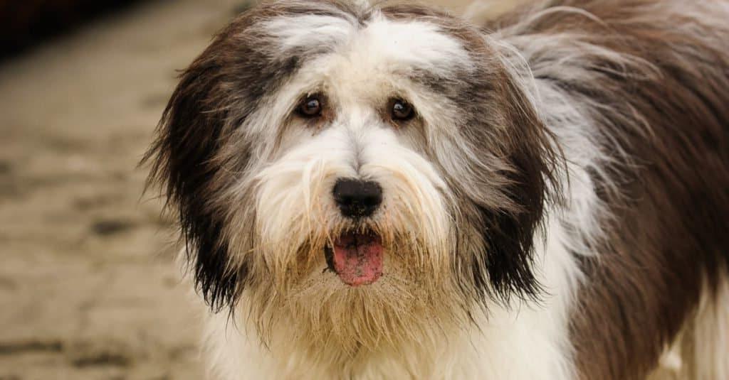 Polish Lowland SheepDog Breed Image 7