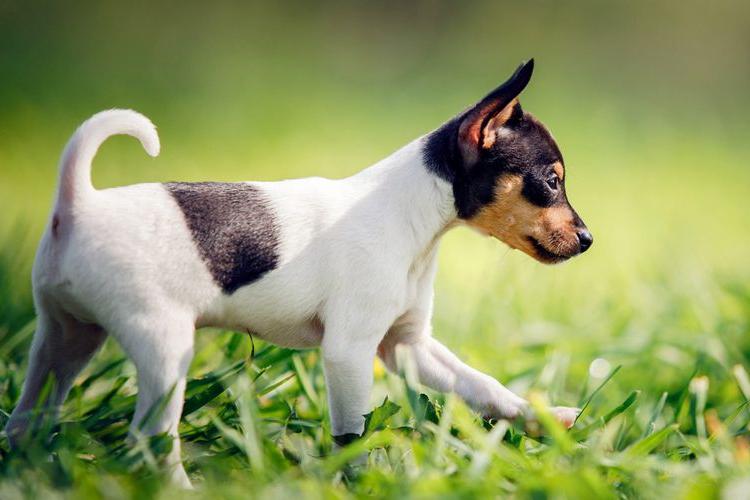 Toy Fox Terrier Dog Breed Image 7