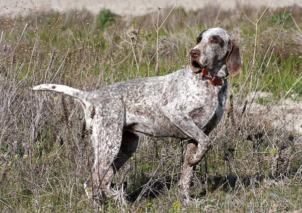 Burgos Pointer Dog Breed Image 7