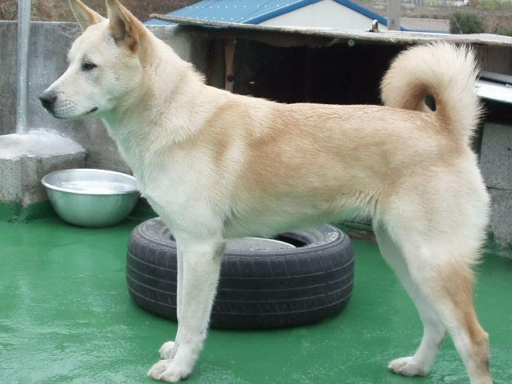 Pungsan Dog Breed Image 7