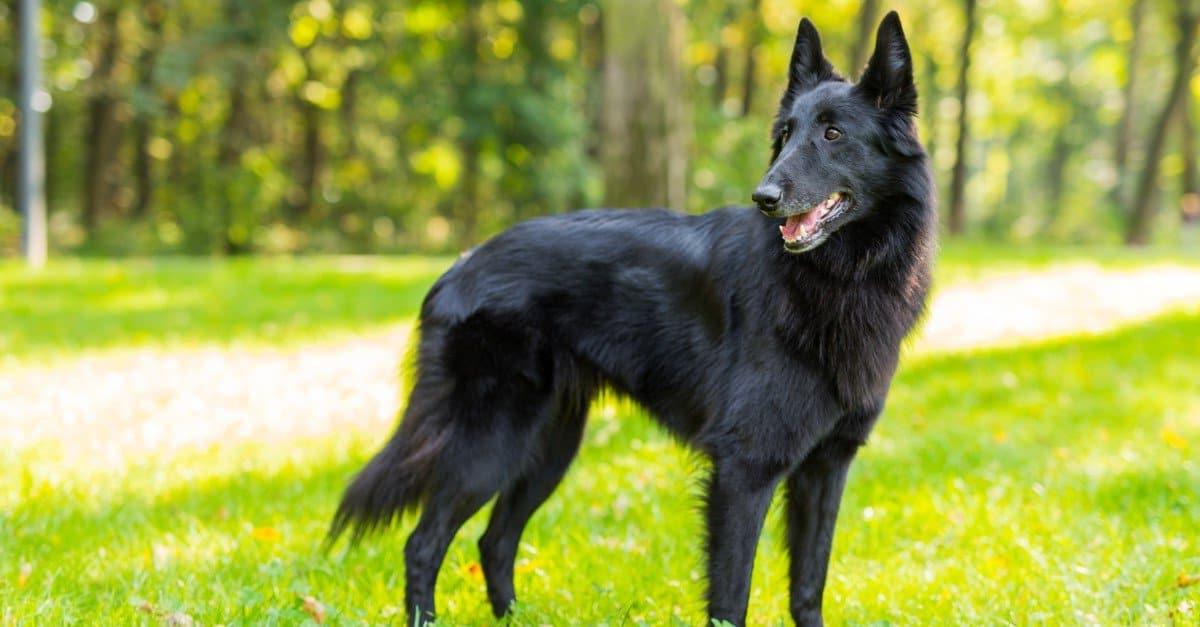 Belgian Shepherd Dog Breed Image 8