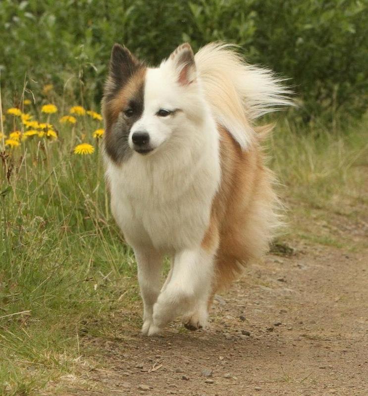 Icelandic SheepDog Breed Image 8