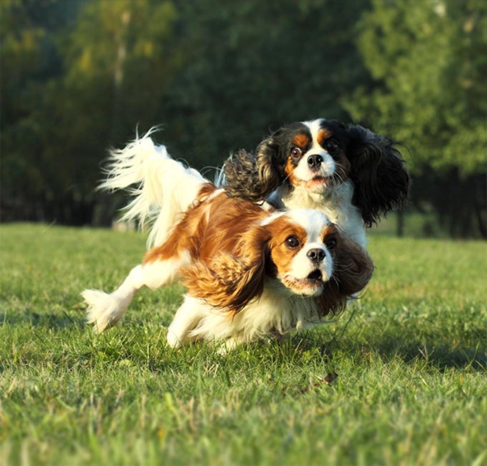 King Charles Spaniel Dog Breed Image 8