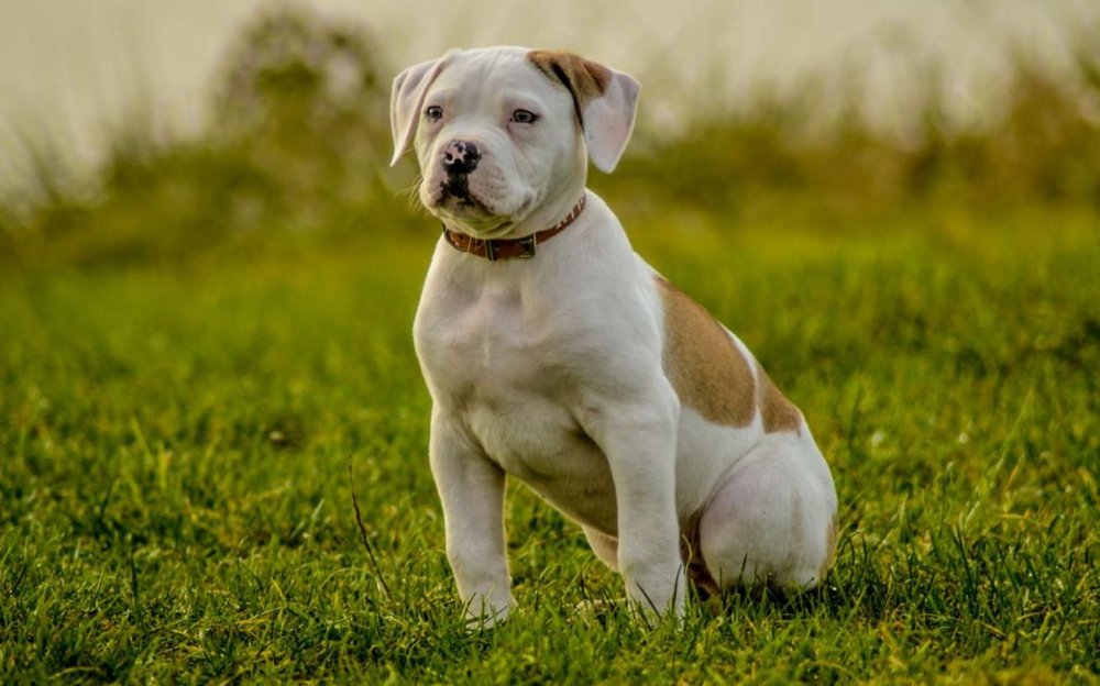 American BullDog Breed Image 8