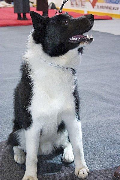 Russo-European Laika Dog Breed Image 8