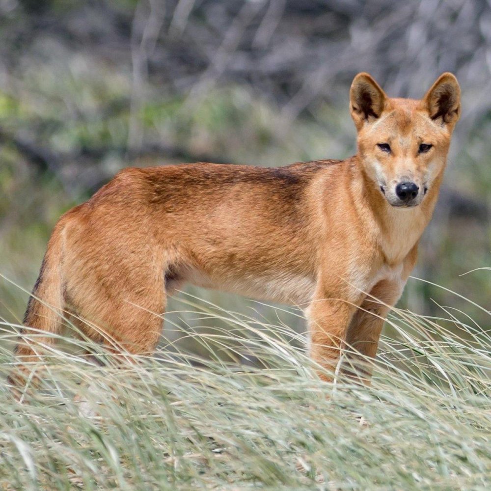 Dingo Dog Breed Image 9