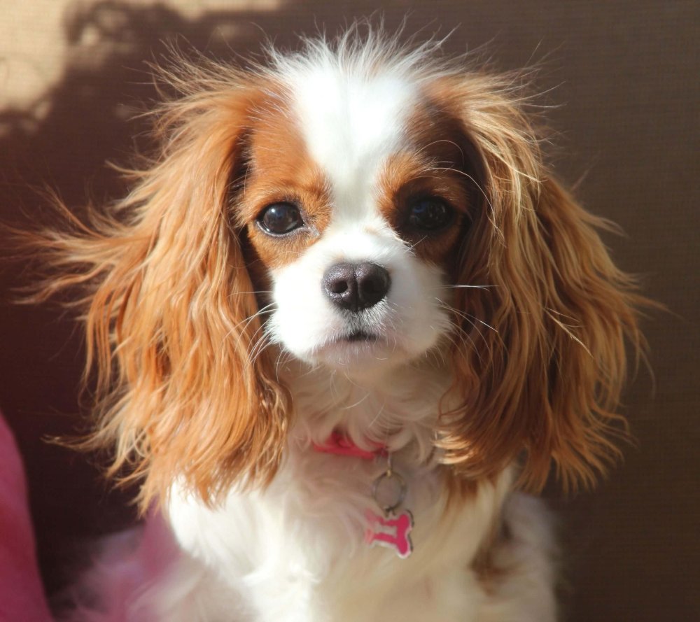 King Charles Spaniel Dog Breed Image 9