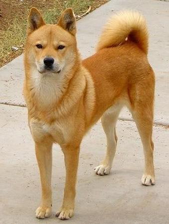 Korean Jindo Dog Breed Image 9