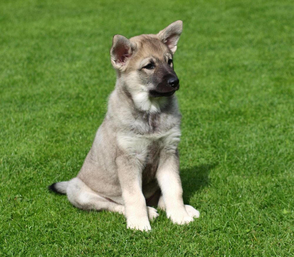 Norwegian Elkhound Dog Breed Image 9