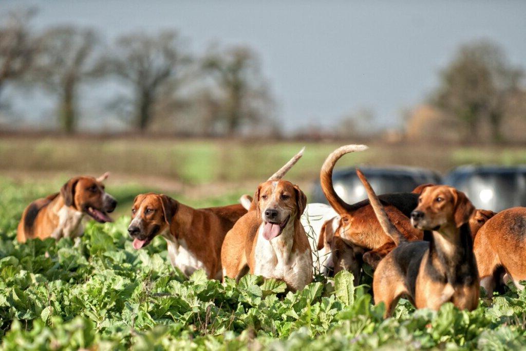 Colombian fino hound Dog Breed Image 9