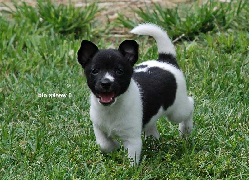 Miniature Fox Terrier Dog Breed Image 9