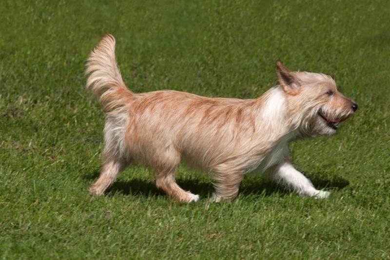 Portuguese Podengo Dog Breed Image 9